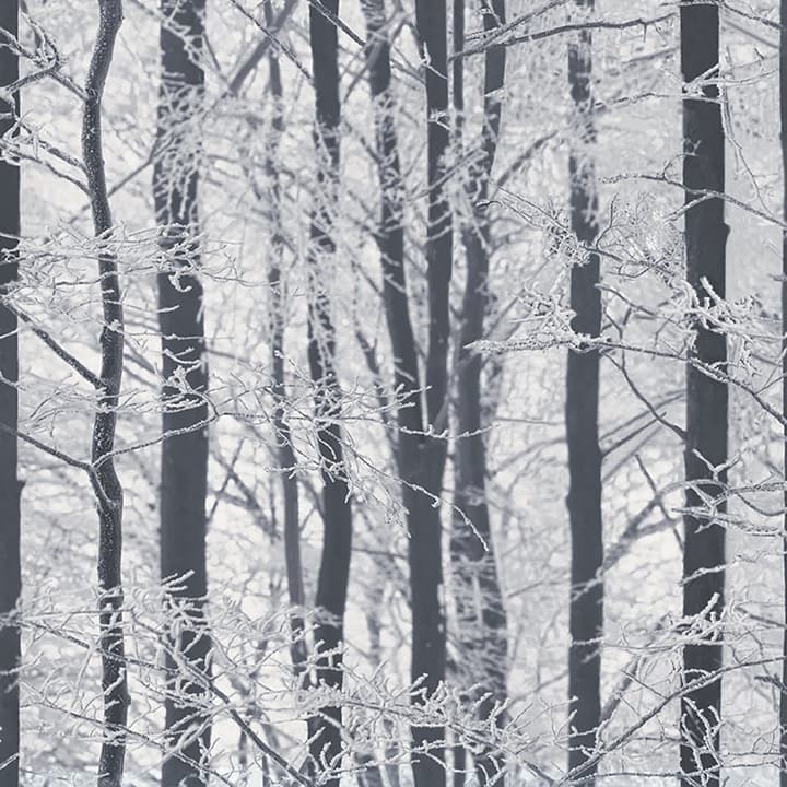 Frosted Silver Winter Grove Wallpaper- Arthouse