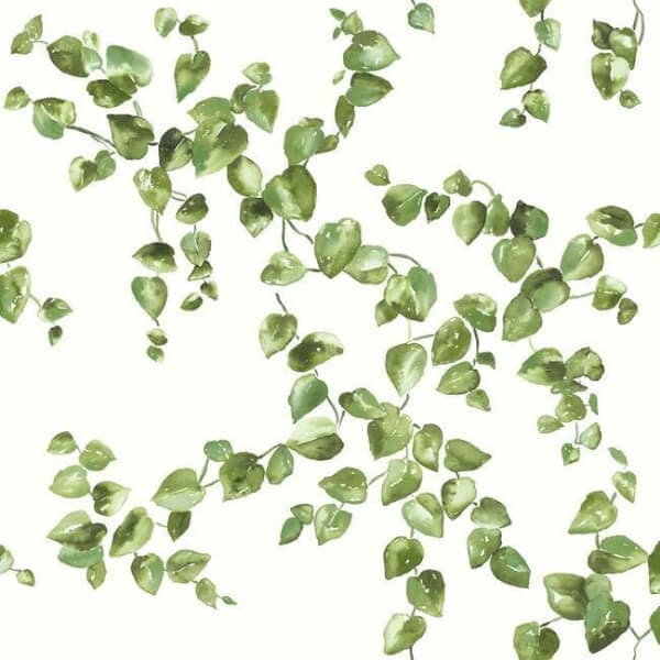 Creeping Fig Vine Wallpaper- Green