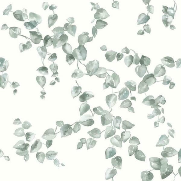 Creeping Fig Vine Wallpaper- Sage